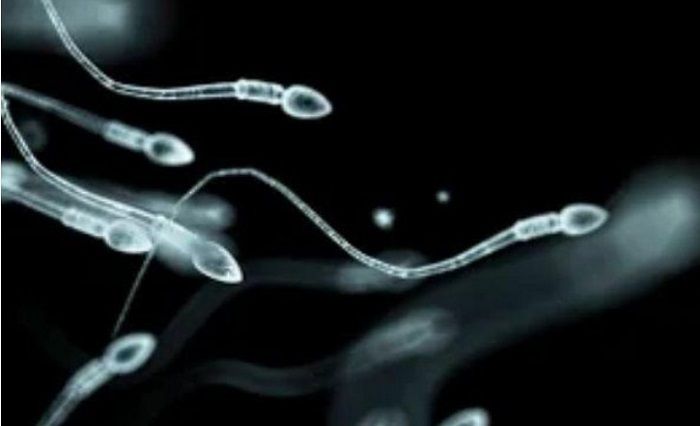 Ada penurunan jumlah sperma secara global.*  