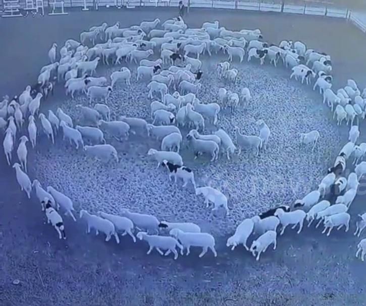 Tanpa henti sekawanan domba berjalan membentuk lingkaran.*  