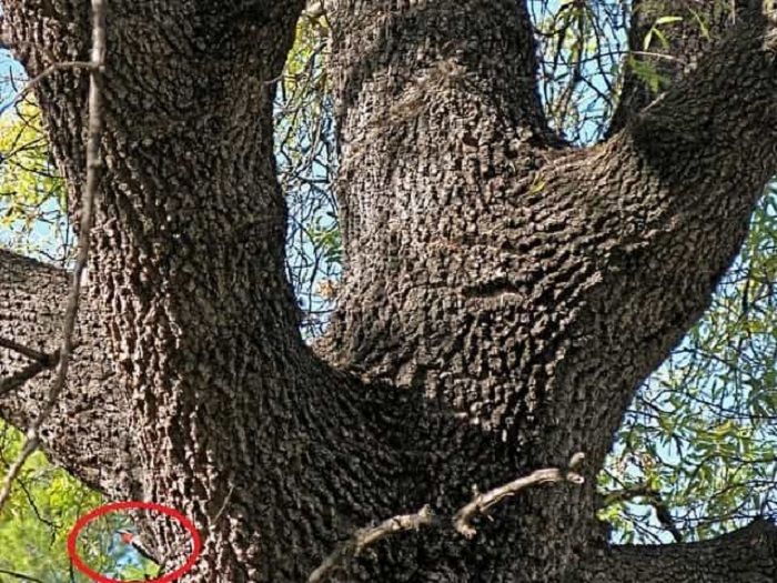Letak seekor burung di gambar pohon ini.*