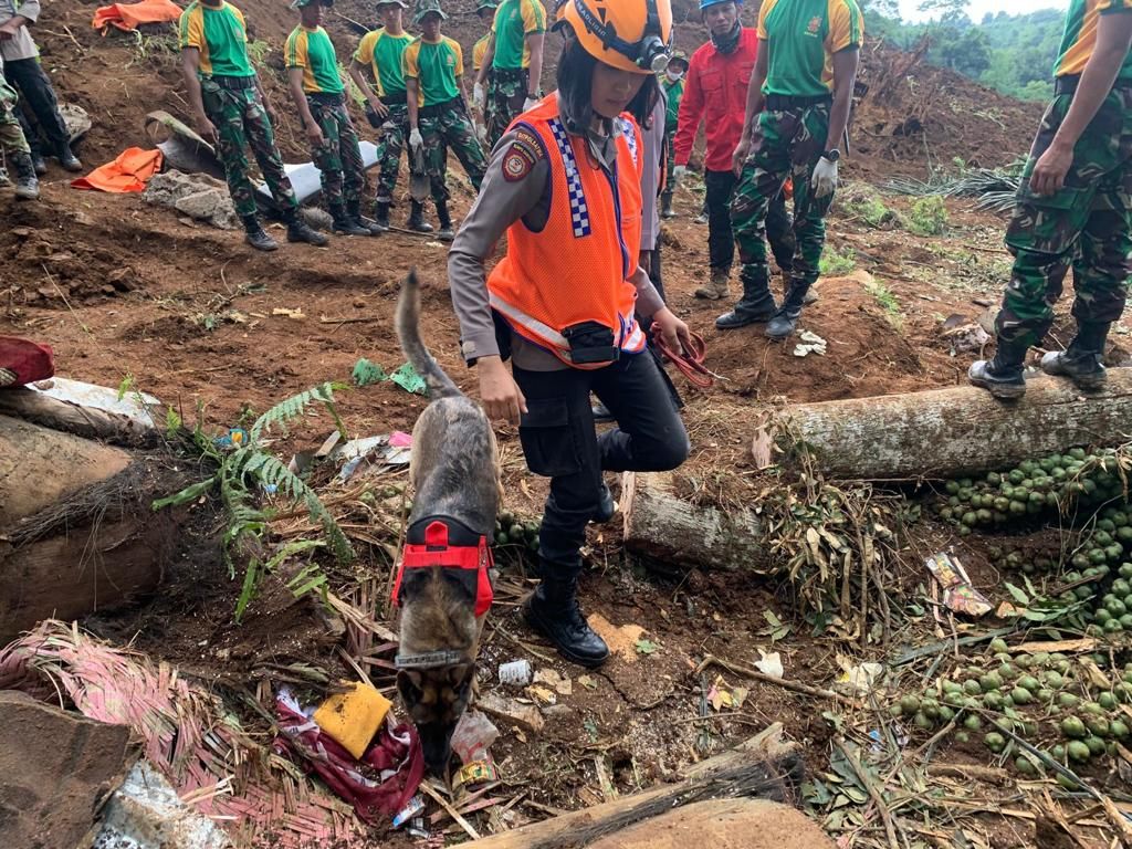  Tim K9 SAR Ditpolsatwa Polri mengerahkan 10 anjing pelacak atau K9 untuk mencari korban hilang akibat gempa dan longsor Cianjur