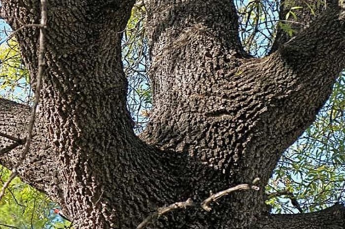 Cari burung yang tersembunyi di pohon pada tes fokus.
