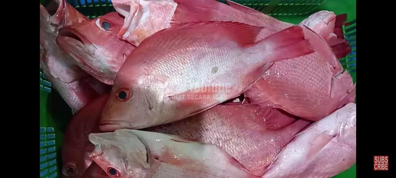8 Manfaat Ikan Kakap Merah Bagi Kesehatan Salah Satunya Menurunkan Berat Badan Halaman 4