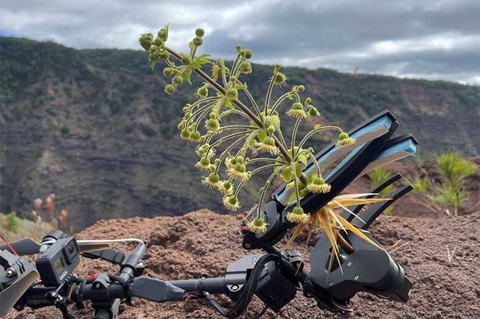 Sampel Wilkesia hobdyi dikumpulkan dengan drone dan alat Mamba (Multi-Use Aerial Manipulator Bidirectionally Actuated) di Hawaii, AS, dalam gambar selebaran tak bertanggal ini.