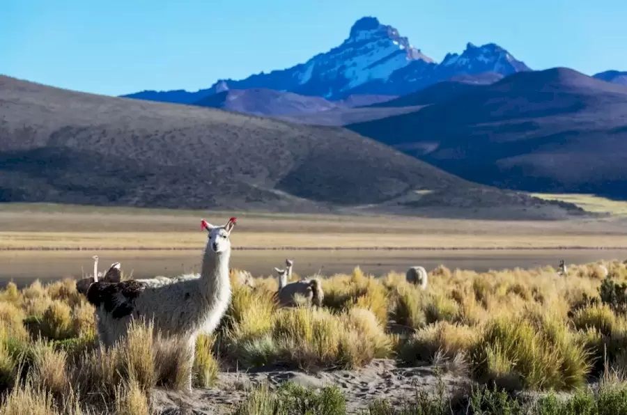 Temukan seekor burung unta di antara Llama pada gambar tes fokus kali ini. 