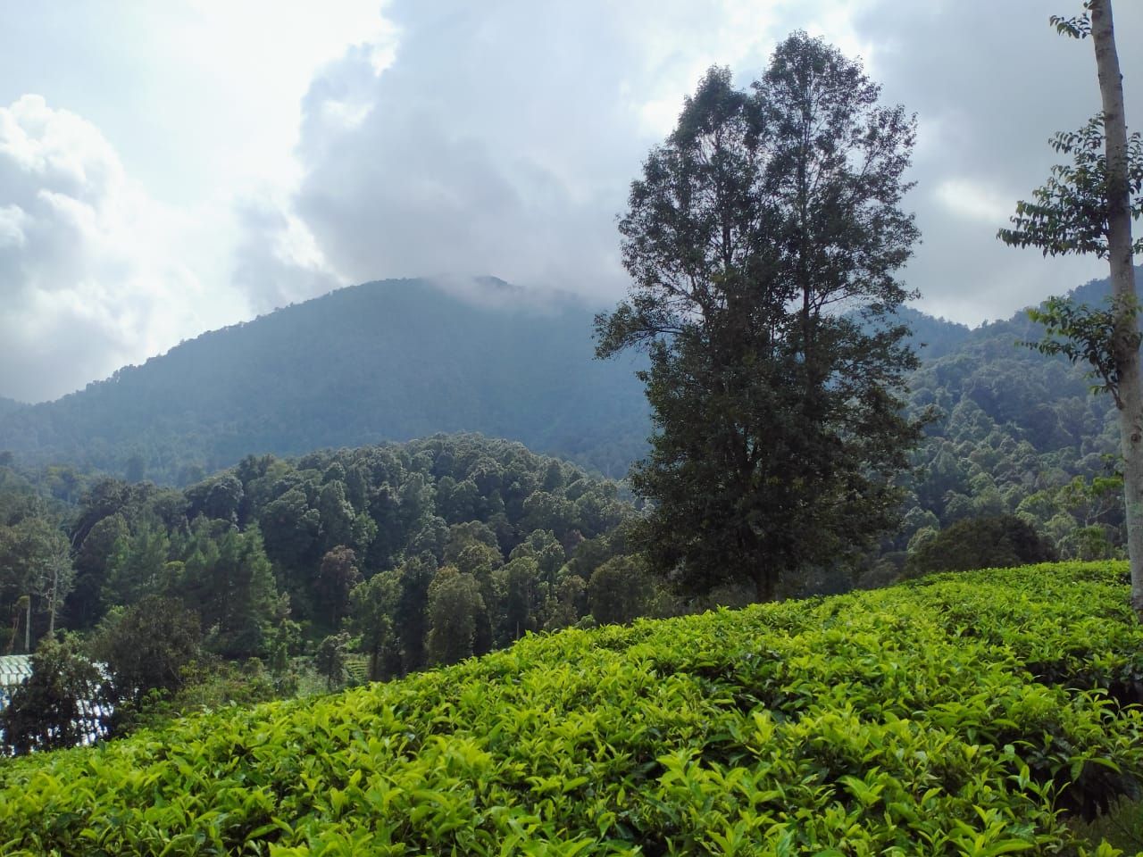 Gunung tilu dan kebun teh ala swiss di jalur Gambung Ciwidey menuju wisata alam Pangalengan Bandung.
