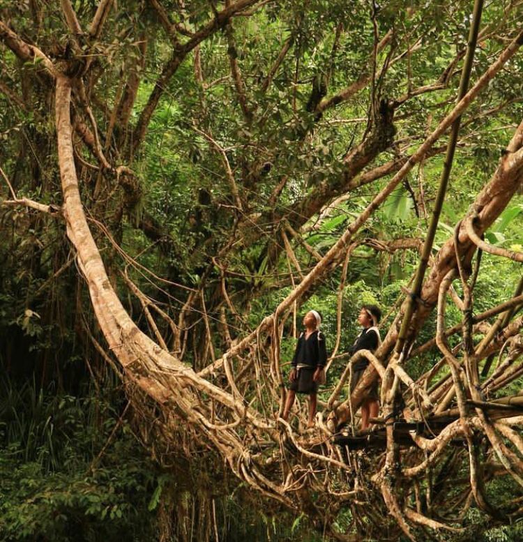 Jembatan Akar Baduy Jembatan Alami Ikon Wisata Ala Film Indiana Jones