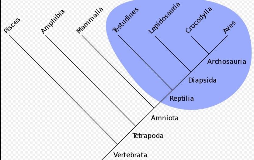 Filogenetik Ditunjukkan Oleh, Begini Penjelasan Lengkapnya