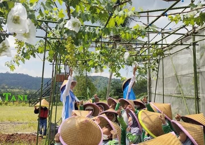 Memanen buah anggur di perkebunan Villa Ternak Cikerai Cilegon/Tangkapan Layar/Instagram @villaternak.id