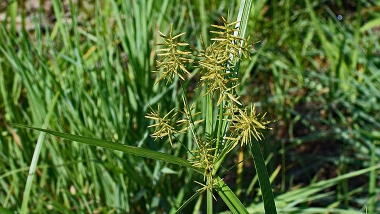 Rumput teki adalah contoh tumbuhan yang berkembang biak dengan cara geragih.