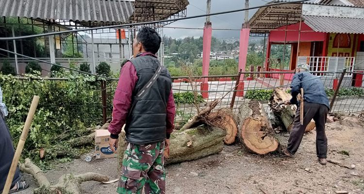 Situasi pasca pohon tumbang di Lembang Bandung Barat, Jumat 23 Desember 2022.