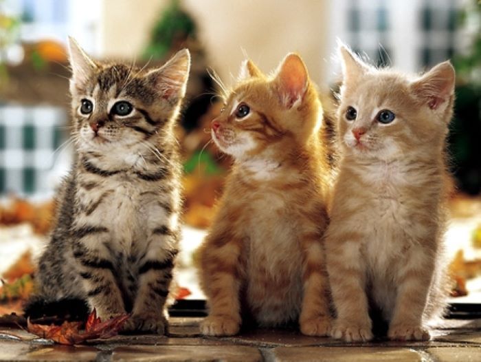 10 nama kucing kembar tiga atau triplets yang mudah diingat dan bakal trending di 2023