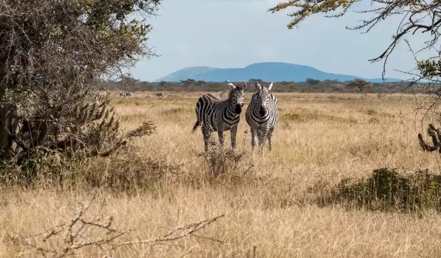 Temukan hyena di gambar zebra pada tes IQ ini. 