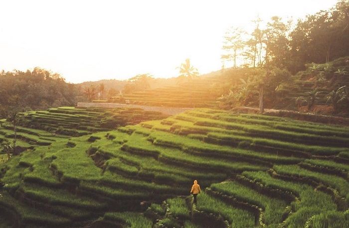 5 Rekomendasi Wisata Sawah di Jawa dan Bali, Salahsatunya Ada di Majalengka./Instagram @terasering_sawahnangklak 
