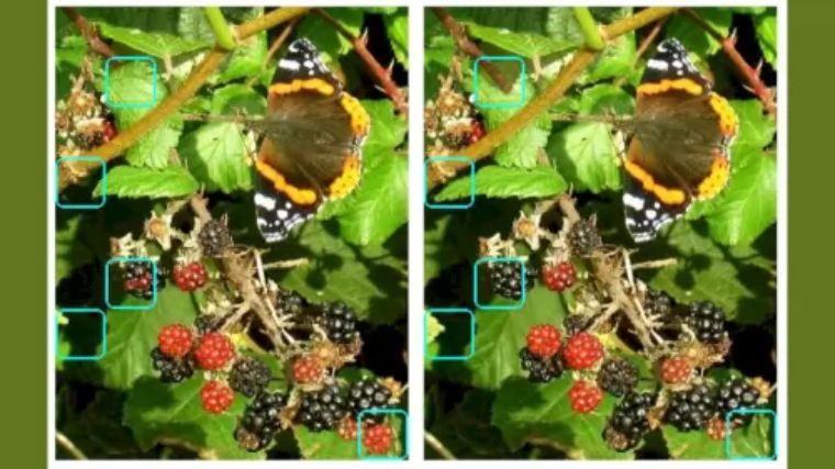 Jawaban tes IQ dalam menemukan perbedaan gambar blackberry. 
