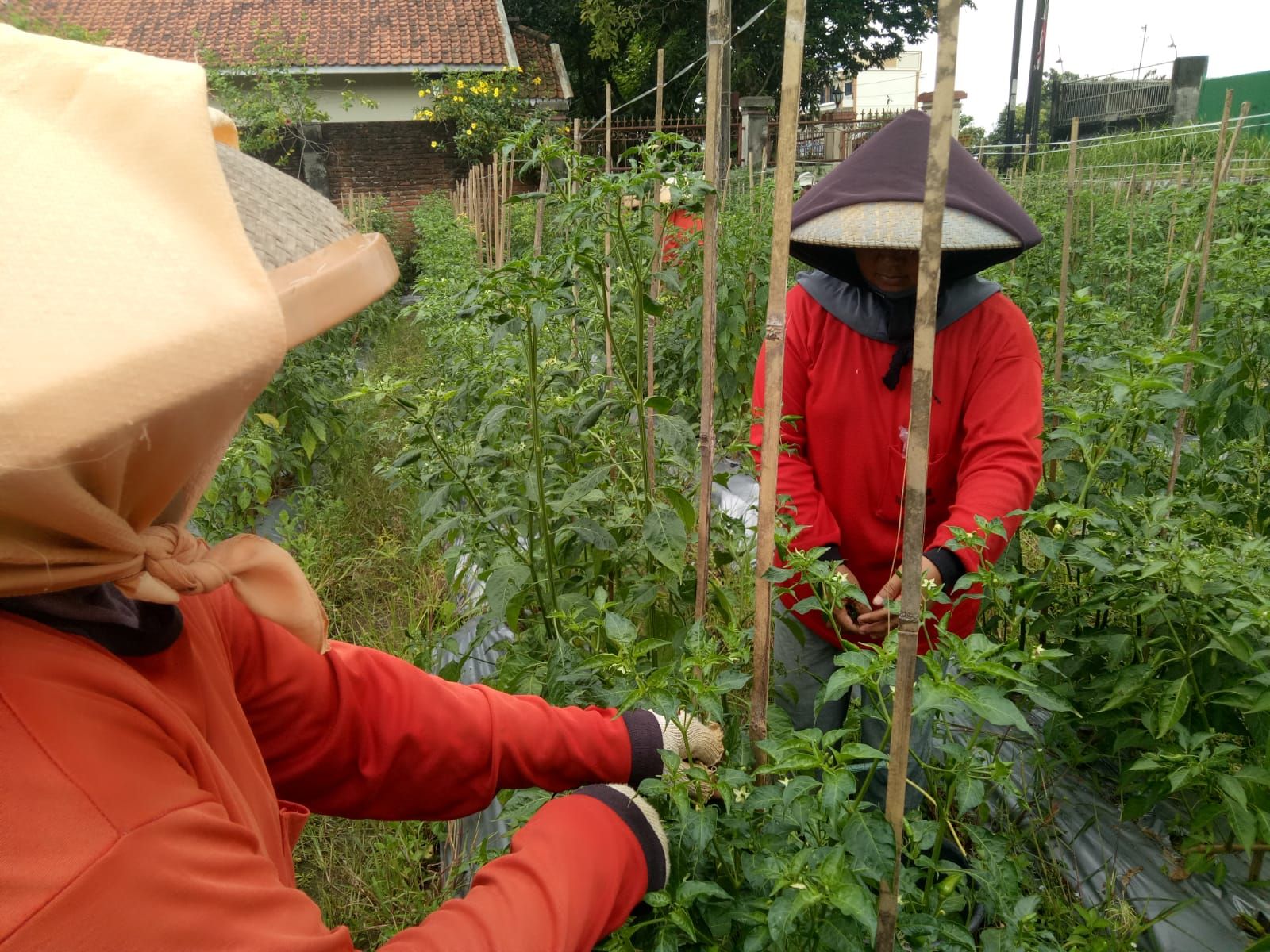 Harga Cabe naik.
