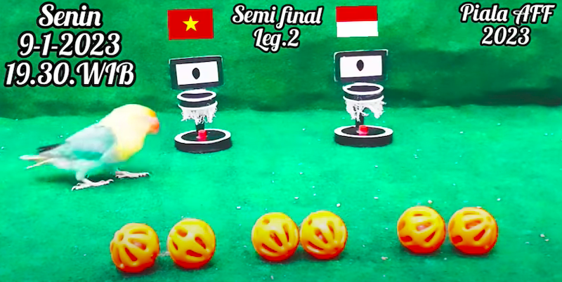 Semifinal Piala AFF 2022, Burung Peramal Prediksi Indonesia  Menang Lawan Vietnam