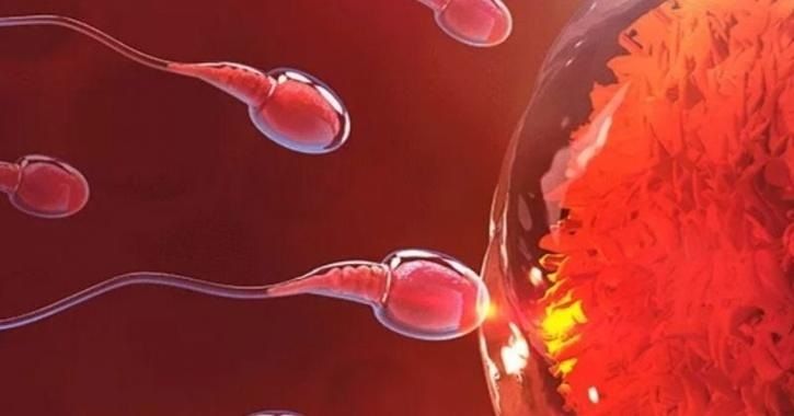 Sel sperma membuahi sel telur.*  
