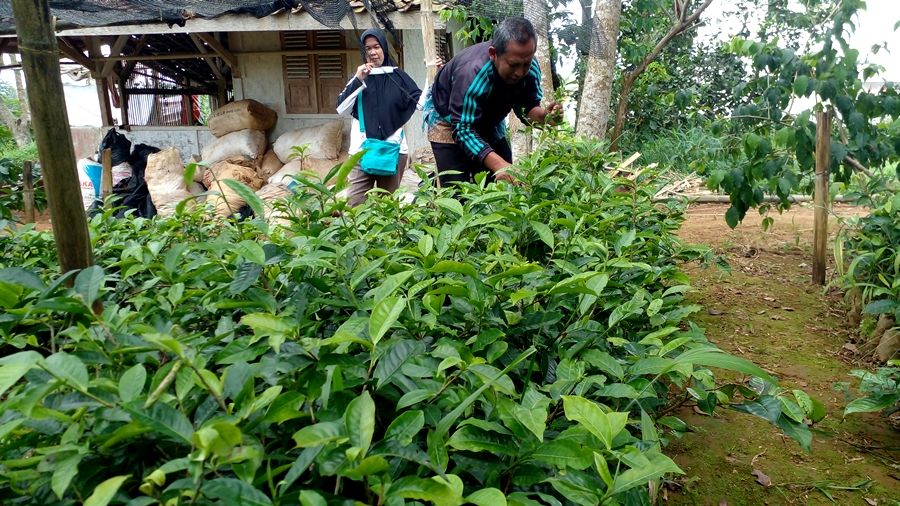 Ade, salah seorang pelaku usaha penangkaran bibit tanaman teh di Desa Sawit, Darangdan, Purwakarta