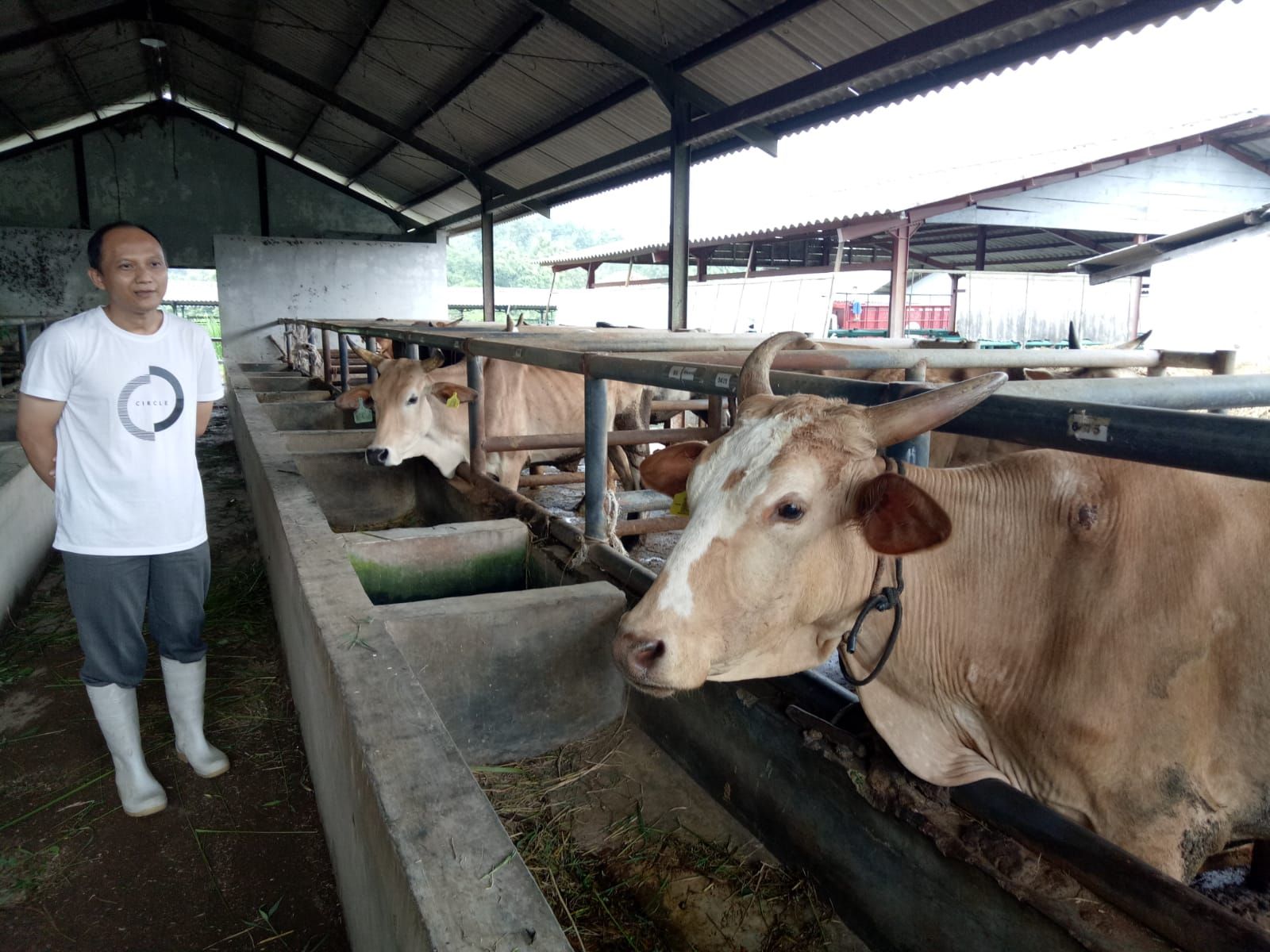 pusat pembelajaran peternakan sapi di Blok Simpur, Kelurahan Babakanjawa, Kecamatan Majalengka.