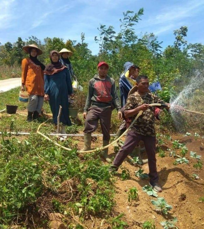 Tanto warga Batur Banjarnegara menyemprot tanaman sayur di Dataran Tinggi Dieng