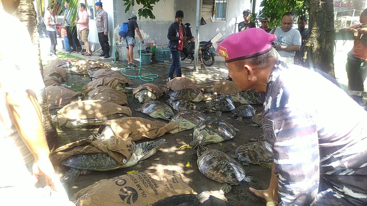Tim gabungan dari Mabes TNI AL dan Lanal Denpasar  yang mengamankan penyu jumbo yang di Pos TNI AL Melaya Jembrana. Sebagian penyu sudah dilepasliarkan kembali ke laut lepas. 