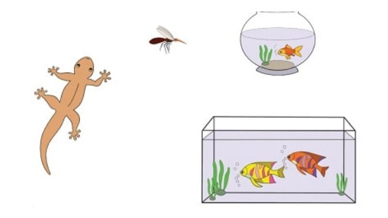 Kunci Jawaban Tema 1 Kelas 3 Halaman 4 5, Tuliskan Ciri-Ciri Ikan sebagai Makhluk Hidup yang Kamu Ketahui
