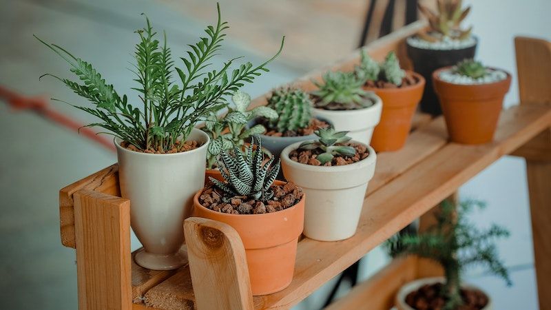 Rangkuman Biologi Kelas 10 Semester 2 Bab 7 Kingdom Plantae dan Peranannya dalam Kehidupan, Ringkas Padat