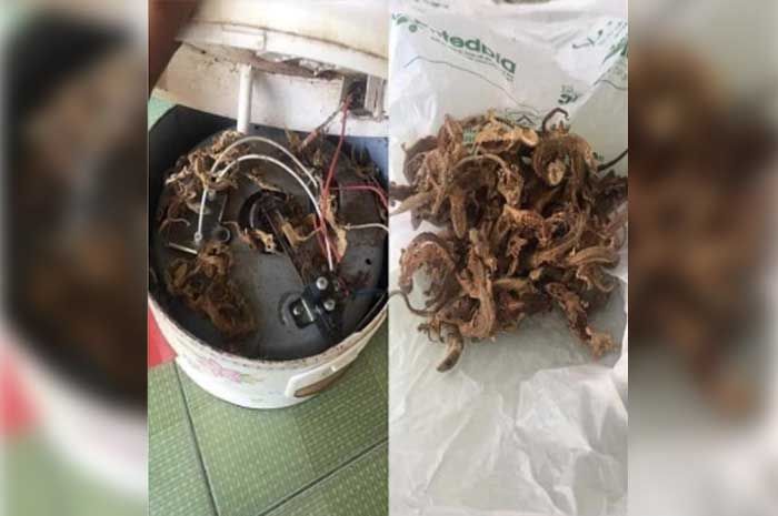 Seorang pengguna Reddit membagikan foto penemuan mengejutkan yang dia buat di penanak nasinya.