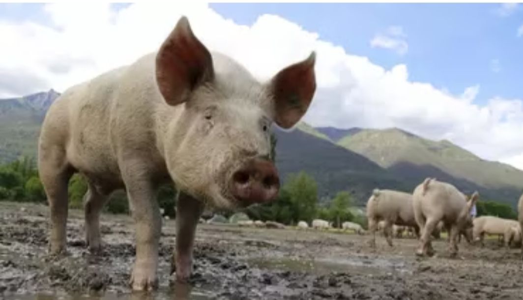 Wabah Mematikan Kembali Menyerang Babi - Babi di NTT, Balai Karantina Himbau Lakukan Hal Ini