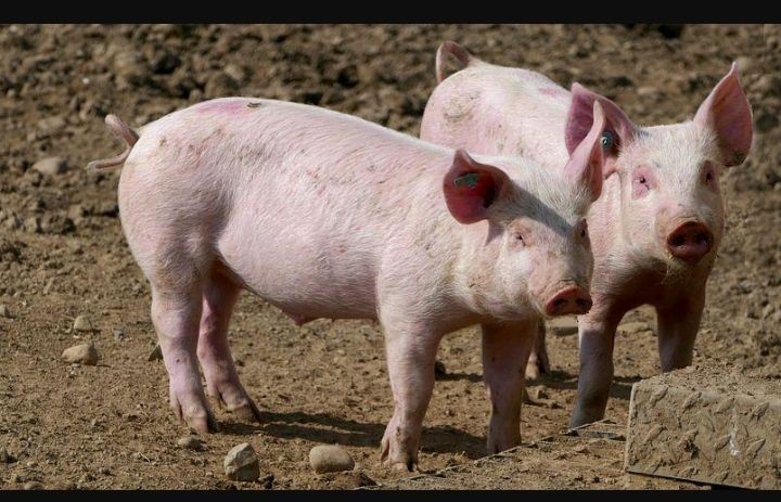 ASF Kembali Meresahkan Peternak di NTT, Lebih dari 200 Ekor Babi Dilaporkan Mati Mendadak