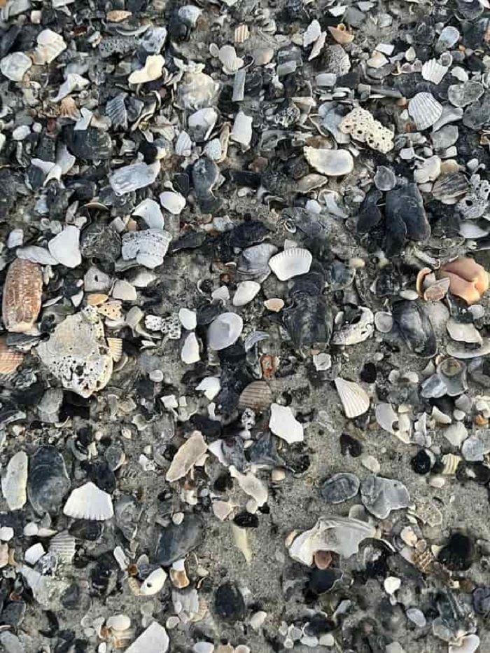 Tes IQ: Temukan seekor kepiting di antara batu pada gambar ini dalam 9 detik untuk menguji tingkat kecerdasan kamu.*