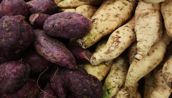 Dan ubi ungu juga bisa mencegah atau mengurangi risiko gejalan kanker.  memiliki serat tinggi, indeks glikemik rendah, dan kadar gula rendah