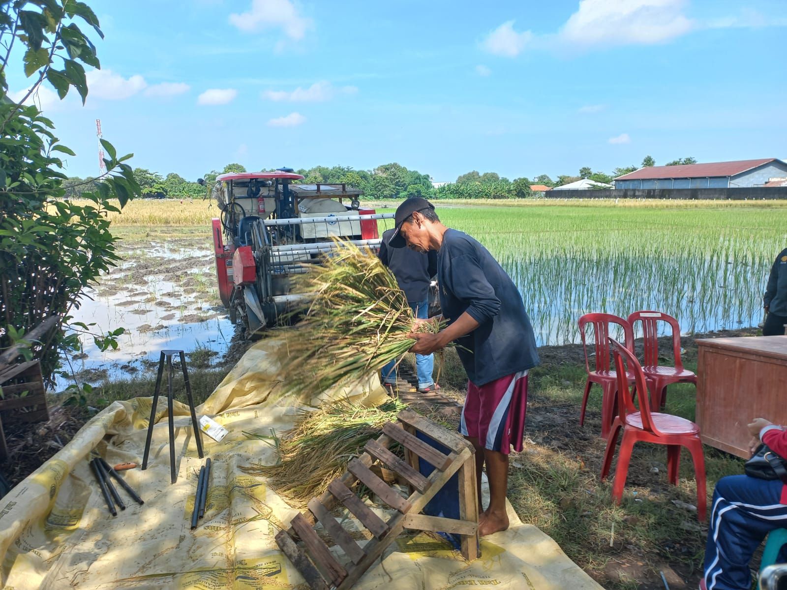 Petani di Kabupaten Cirebon berhasil menciptakan varietas padi unggul sehingga bisa panen tiga kali dalam setahun.