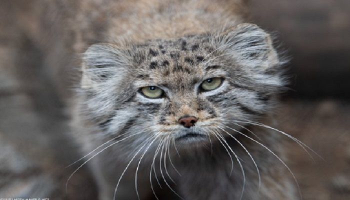 Kucing Pallas dari pegunungan Everest.*  