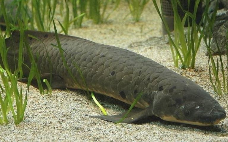 Ikan yang bisa bernafas di darat dan bertahan lama tanpa air./Pixabay