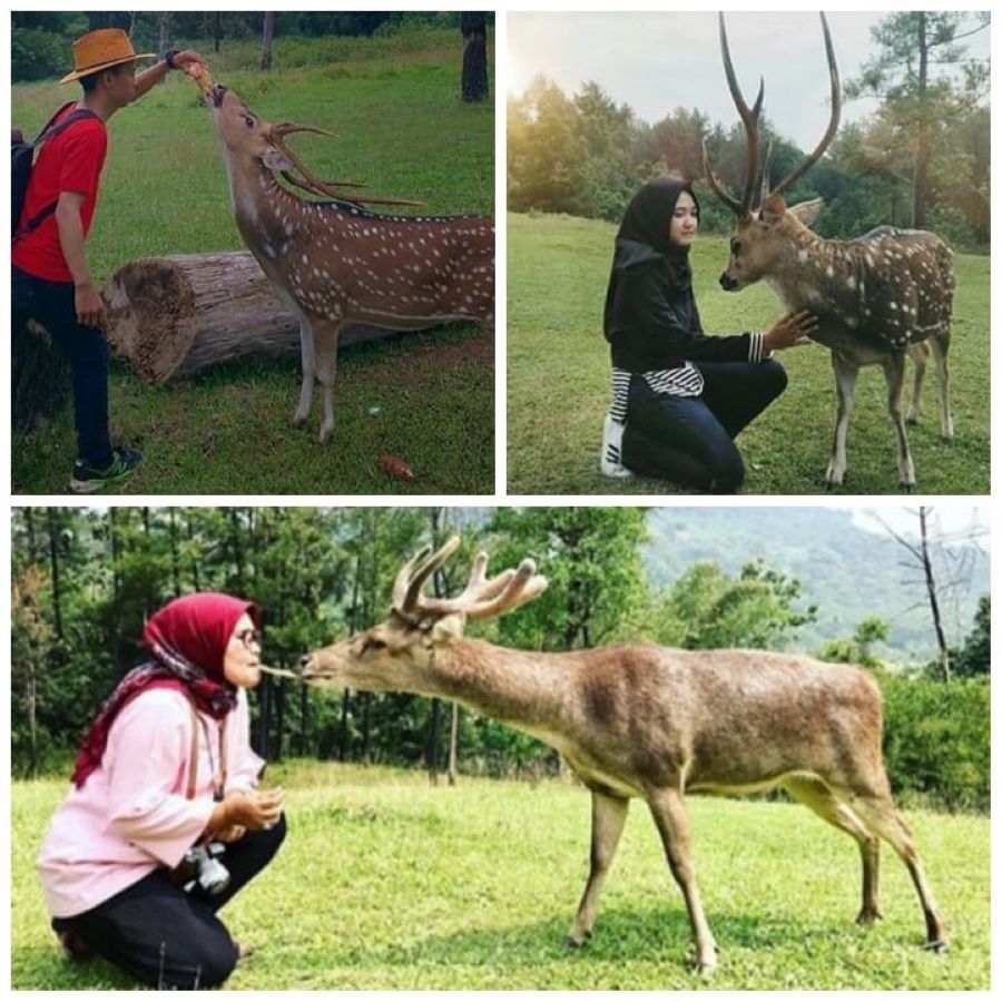 Foto kolase Pengunjung berinteraksi dengan rusa, di tempat wana wisata penangkaran rusa Cariu Jonggol Bogor/