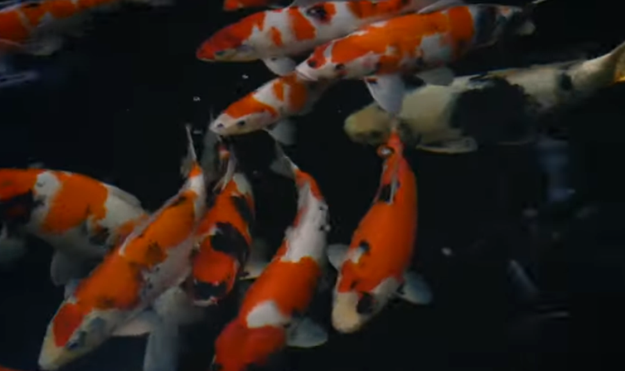 Tampilan ikan koi showa dan shiro produksi Blitar, Jawa Timur.