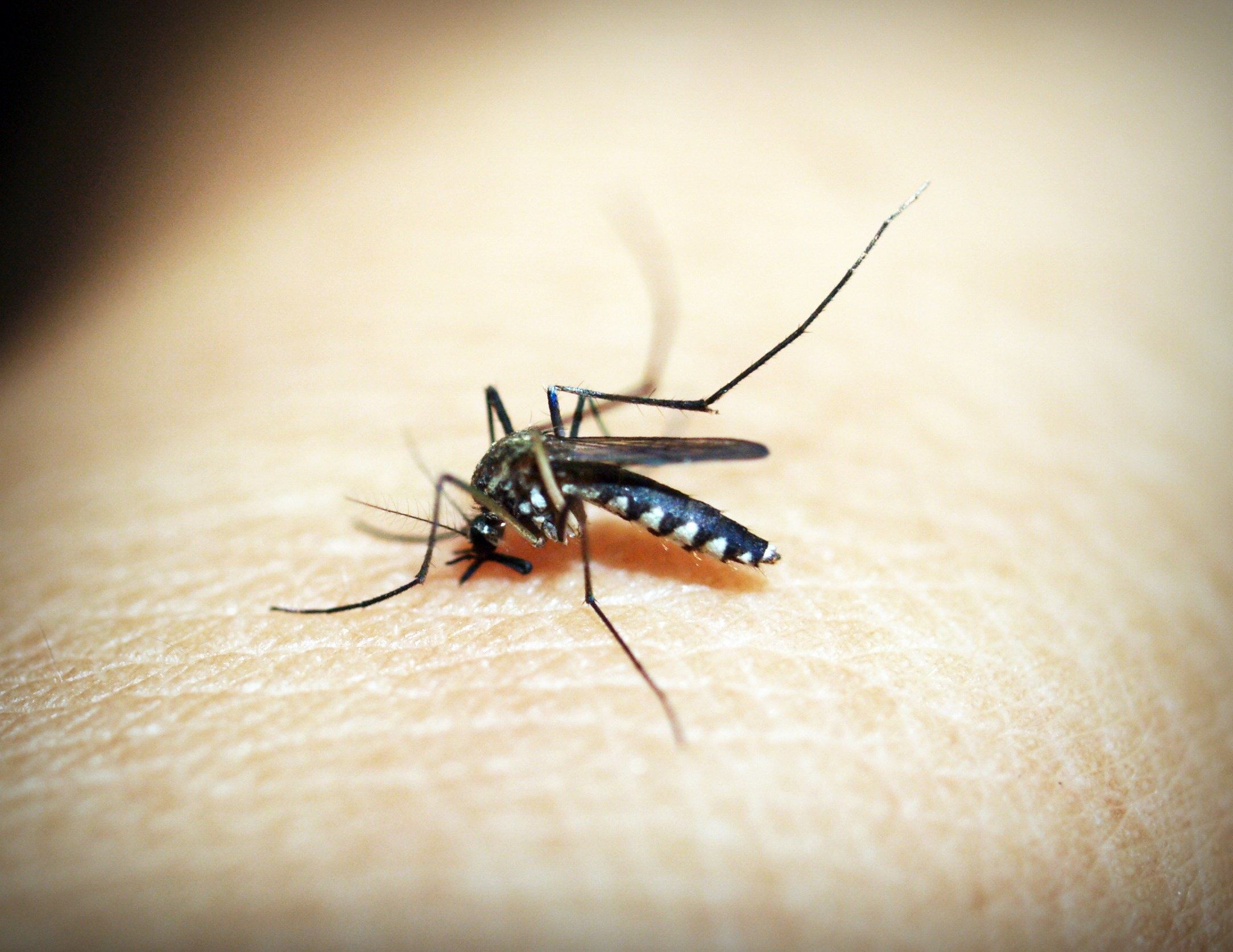 Ilustrasi gigitan nyamuk betina Aedes aegypti