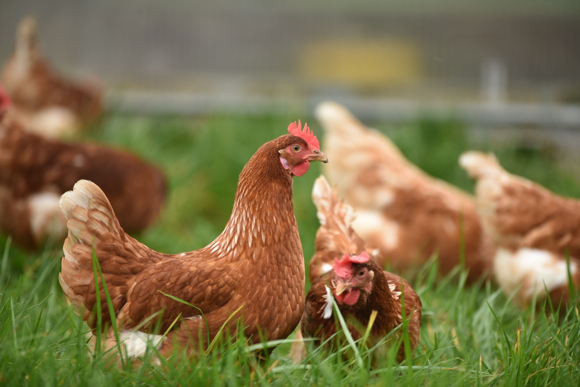 Cara Hemat Bikin Racikan Pakan Ayam dengan Dedaunan