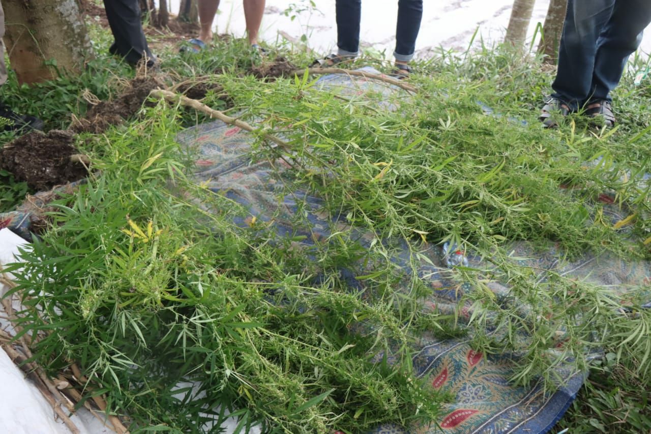 Pohon ganja yang ditemukan di sekitar kawasan objek wisata Candi dan Situ Cangkuang, Kecamatan Leles, Kabuaten Garut, setelah dicabut oleh petugas kepolisian.