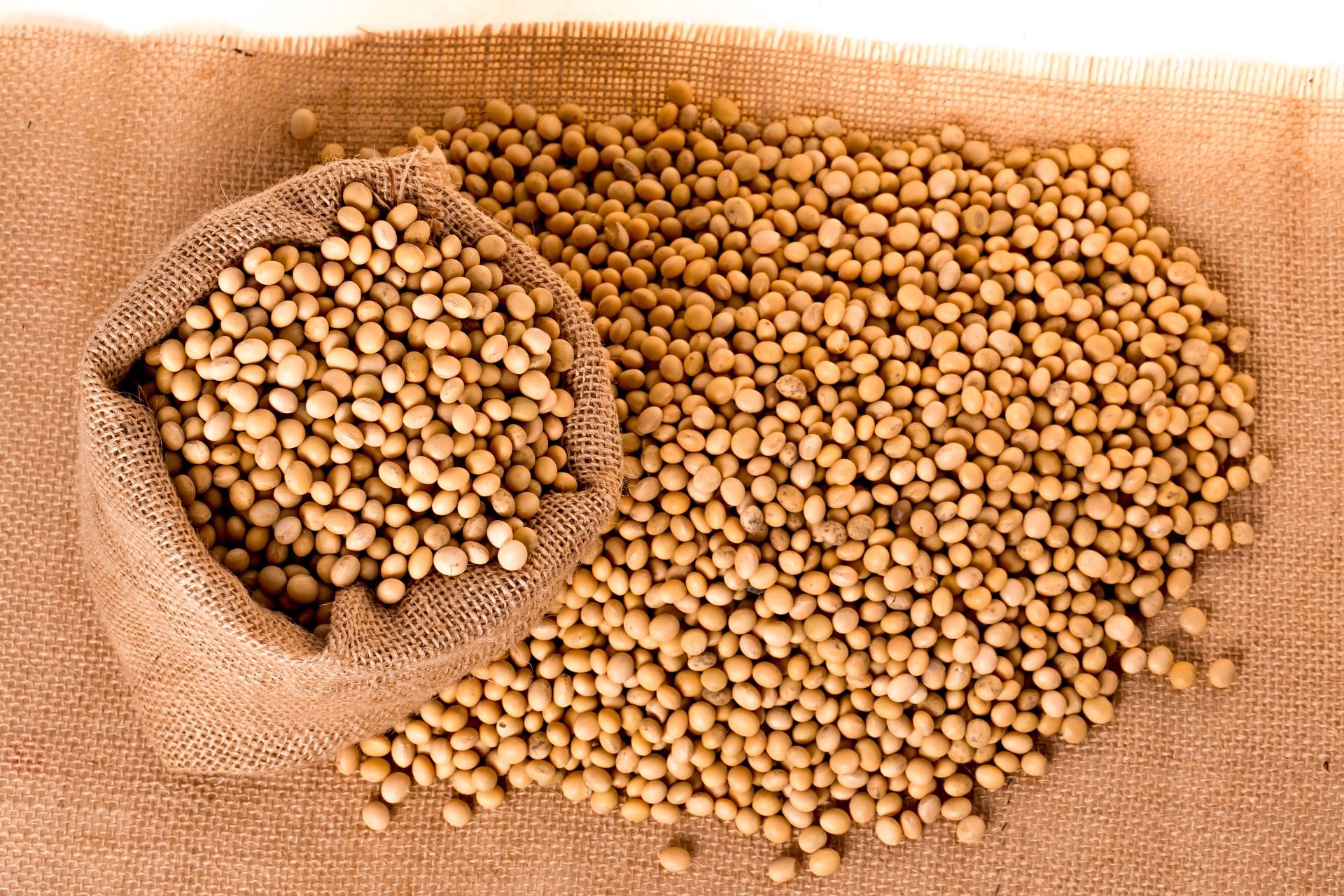 Kacang kedelai mengandung berbagai khasiat bagi tubuh/ Pixabay @pnmralex