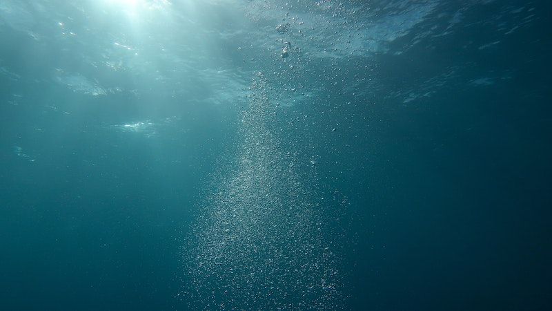 Dari Manakah Organisme Autotrof Laut Mendapatkan Karbondioksida Untuk Proses Fotosintesis