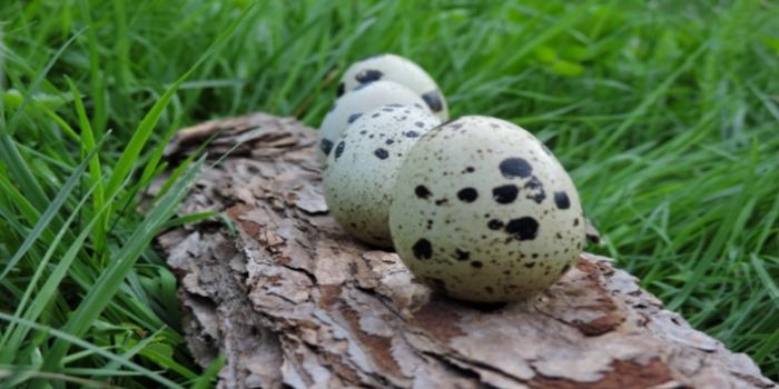 Se puede comer el primer huevo de una gallina