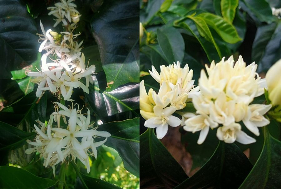Tampilan tanaman kopi sudah berbunga di kawasan Bandung, terutama di KBB (Kabupaten Bandung Barat), Jawa Barat dan menjadi tujuan wisata alam.