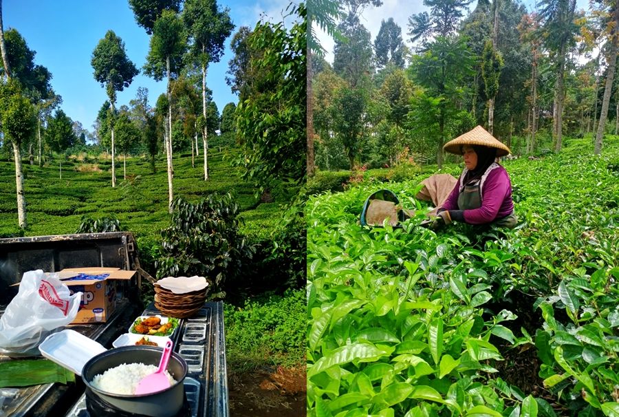 Pemandangan wisata perkebunan teh rakyat di Sindangkerta, KBB (Kabupaten Bandung Barat), Jawa Barat.