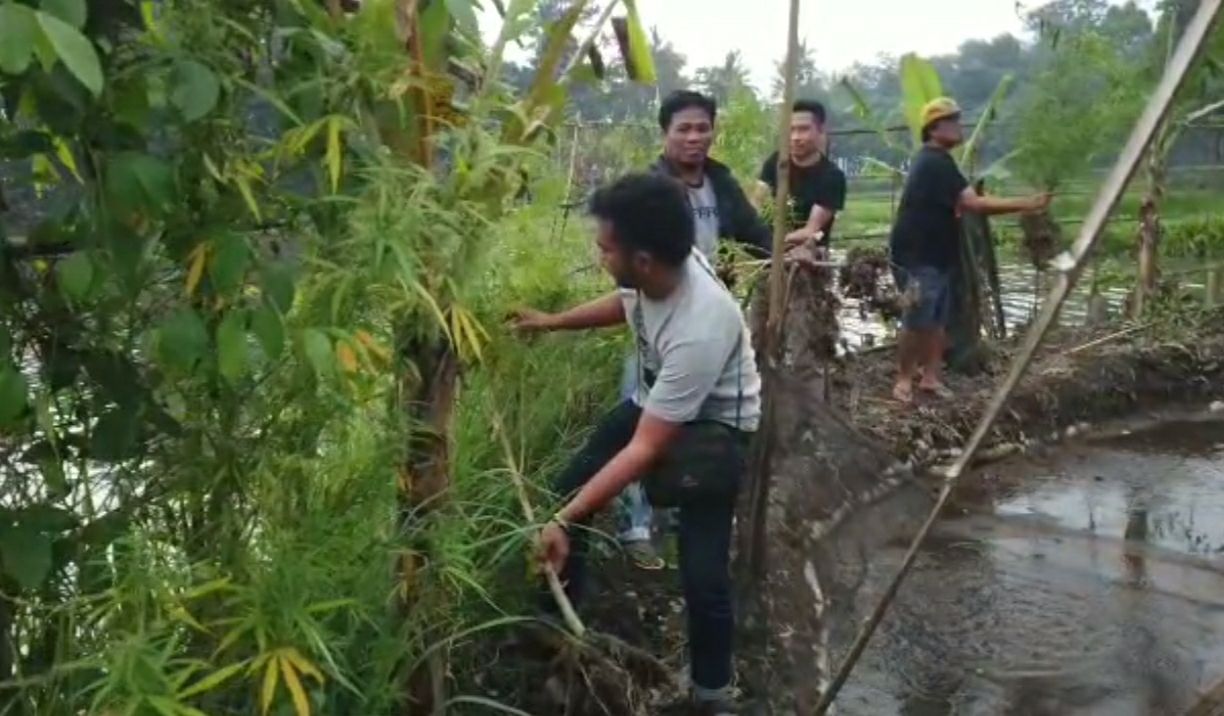 Sungguh tidak disangka, ladang ganja  ditemukan di kawasan Desa Cangkuang, Kecamatan Leles  Kabupaten Garut