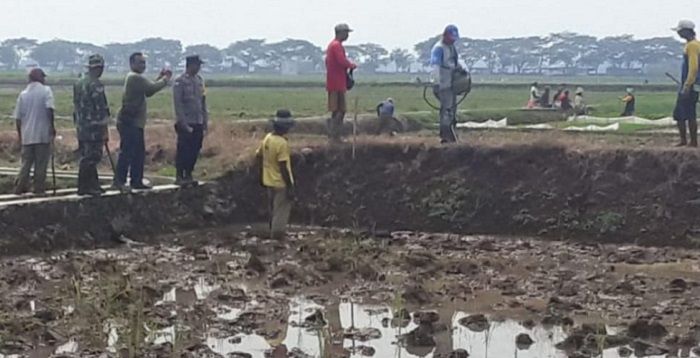 Sebagian lahan padi di Kota Tasikmalaya rusak akibat serangan hama tikus sawah. Sejumlah warga berusaha membasmi hama tikus dengan cara memburu dan memasang racun tikus.*
