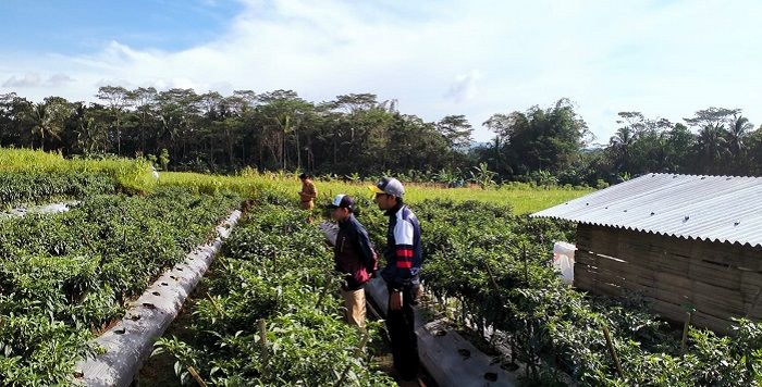 Petugas POPT dan PPL BP3K Kawali sedang melakukan monitoring pada kelompok petani cabe merah Desa Talagasari Kecamatan Kawali.*