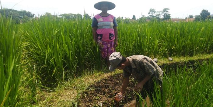 Petani mengecek kondisi pematang sawah di  Tasikmalaya.*