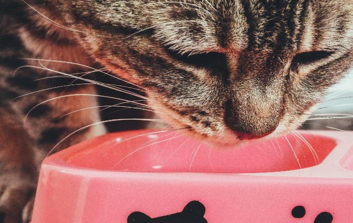 ILUSTRASI - Simak penjelasan terkait makanan basah atau kering yang lebih baik bagi kucing Anda, kekurangan dan kelebihannya.